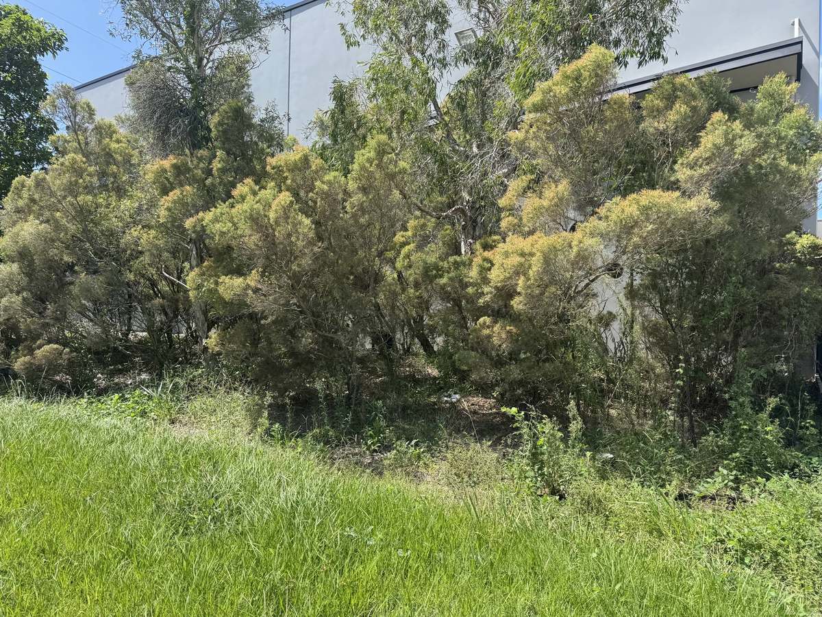 Dense self-seeded scrub covering a warehouse elevation before works