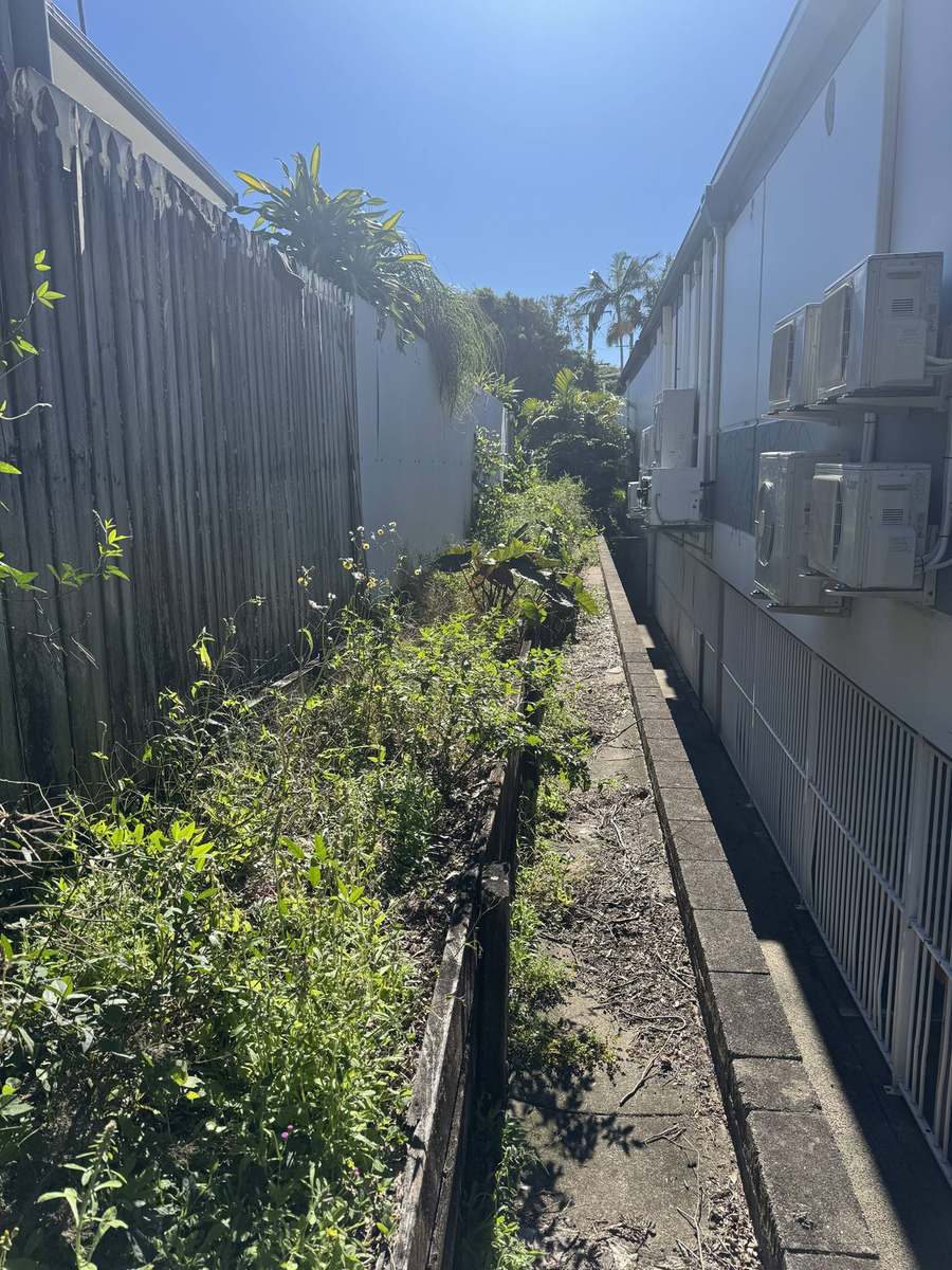 Overgrown service corridor blocked by weeds before clearing