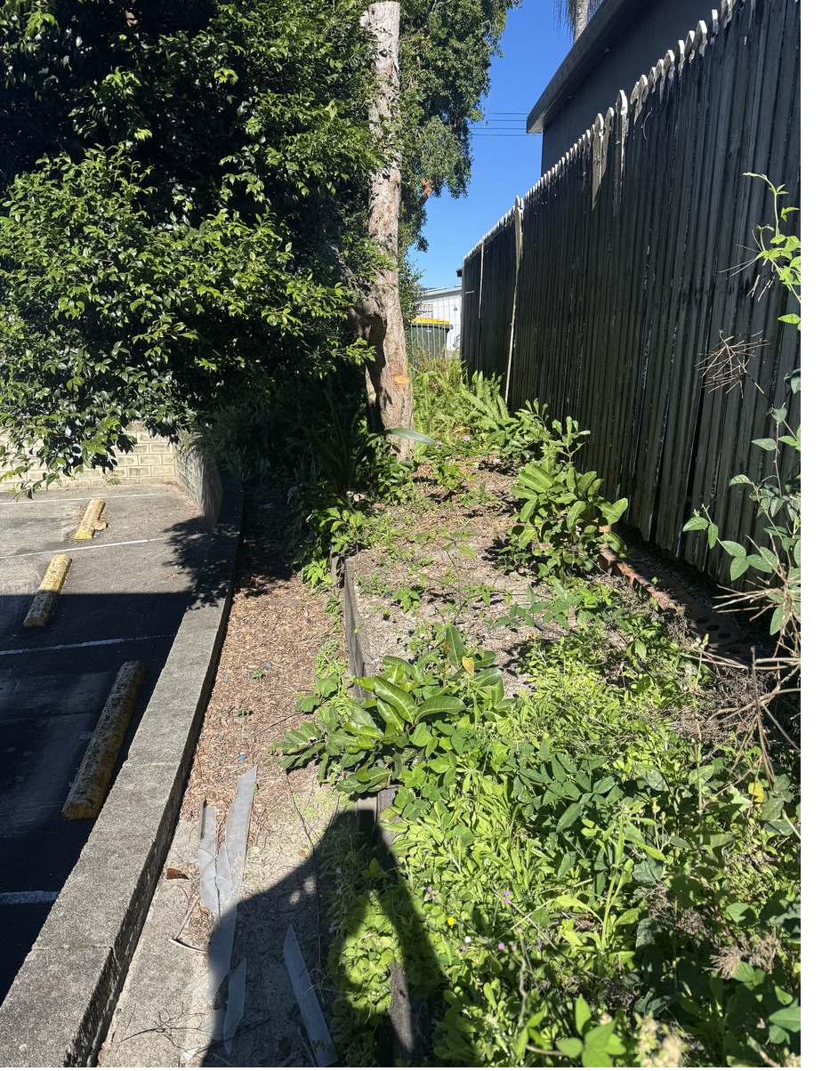 Weed growth and self-seeded shrubs in a narrow service lane bed before clearing, Mooloolaba