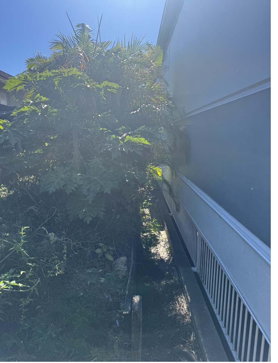 Dense overgrowth obstructing a narrow access lane at a Mooloolaba commercial property