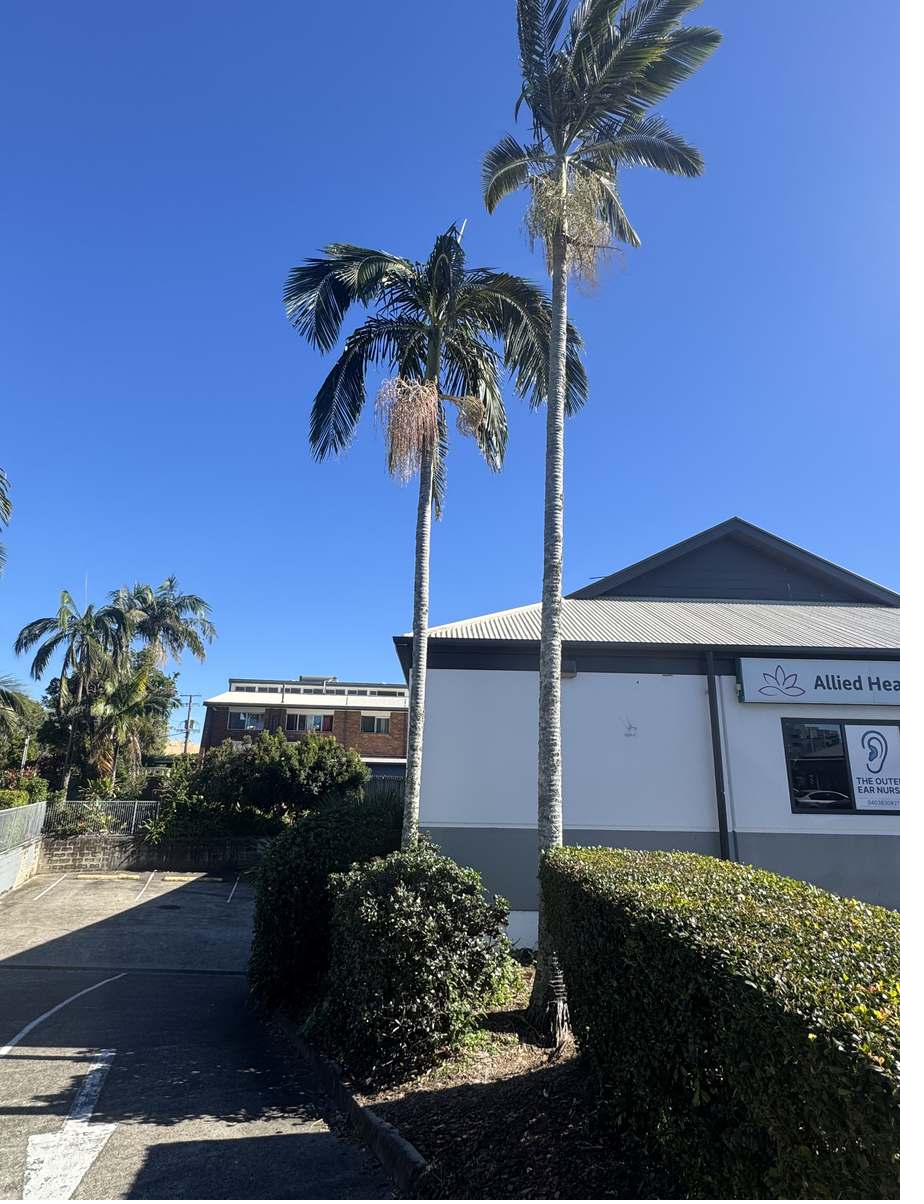 Palms and hedge along the frontage of a Mooloolaba allied health tenancy before works