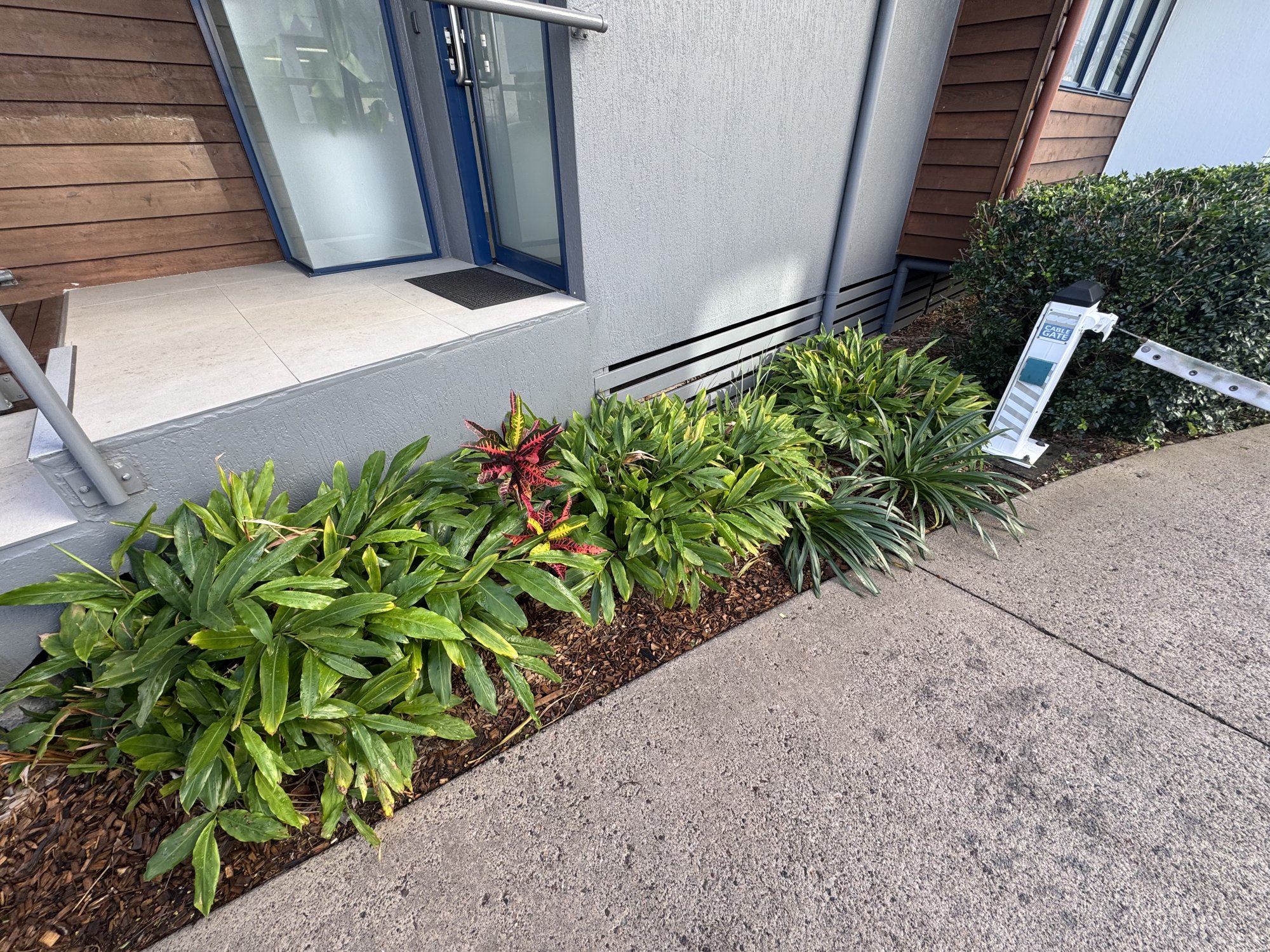 Bromeliad and cordyline garden bed at the entry of a commercial premises