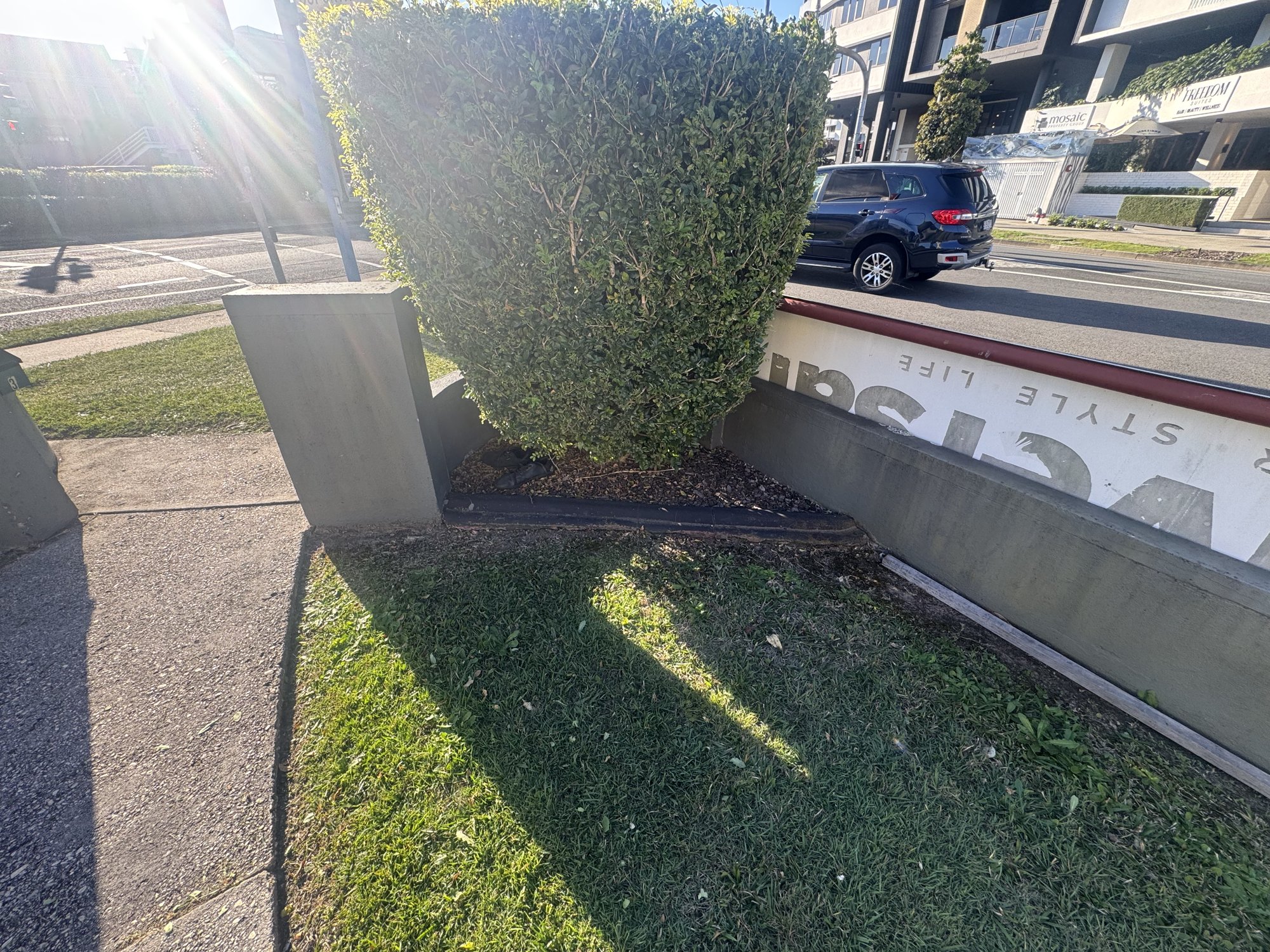 Clipped ball hedge on the corner of a commercial premises