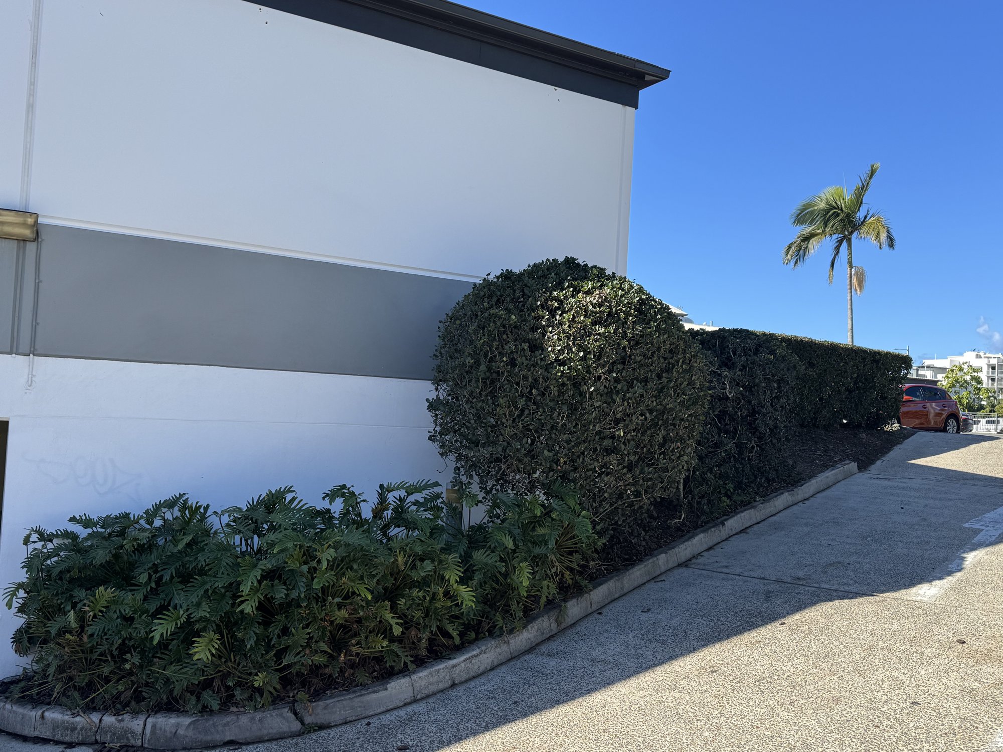 Tight ball hedge and clipped screen hedge at a commercial building