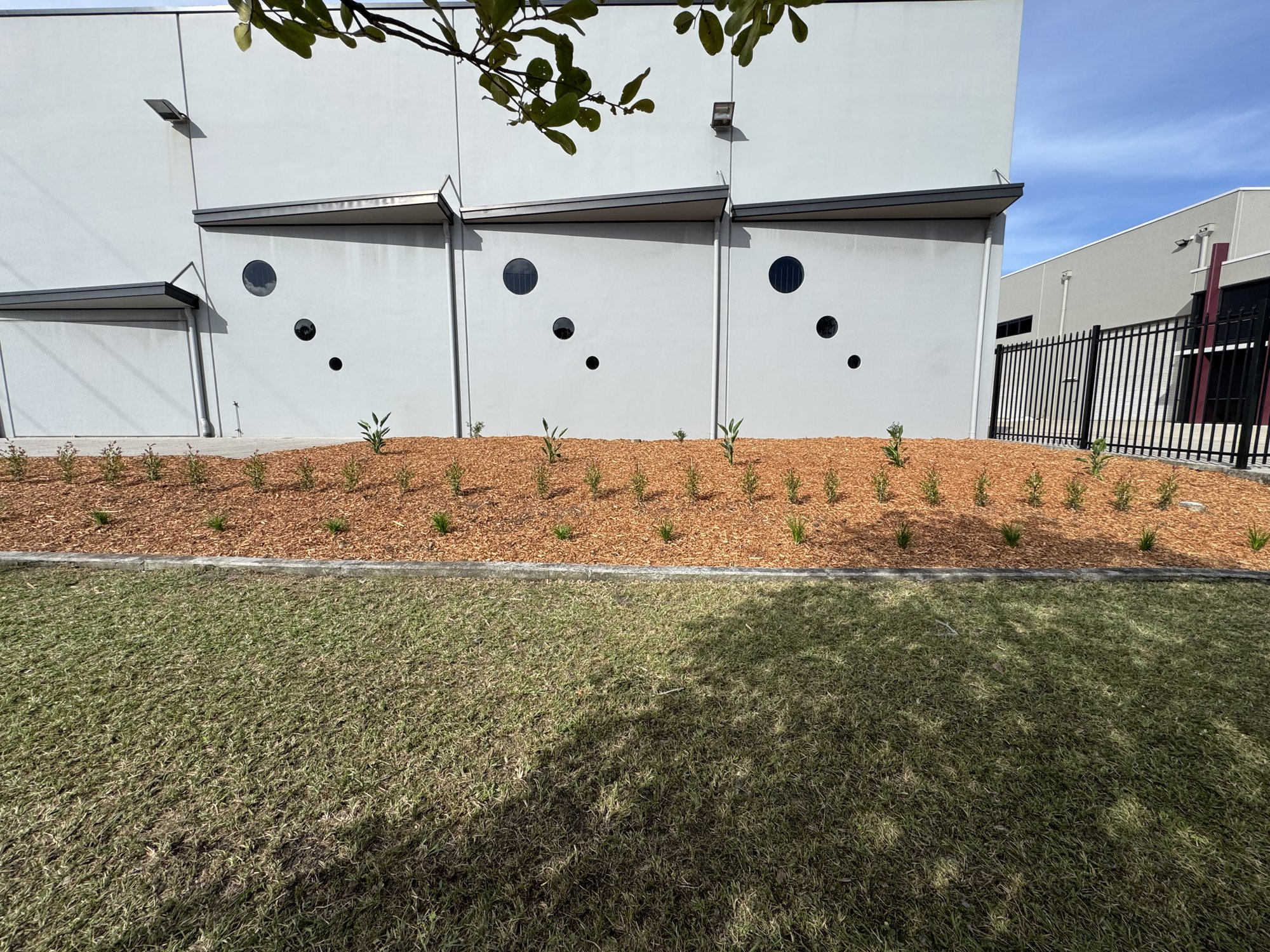 Finished native garden bed with a clean lawn edge against the mulch